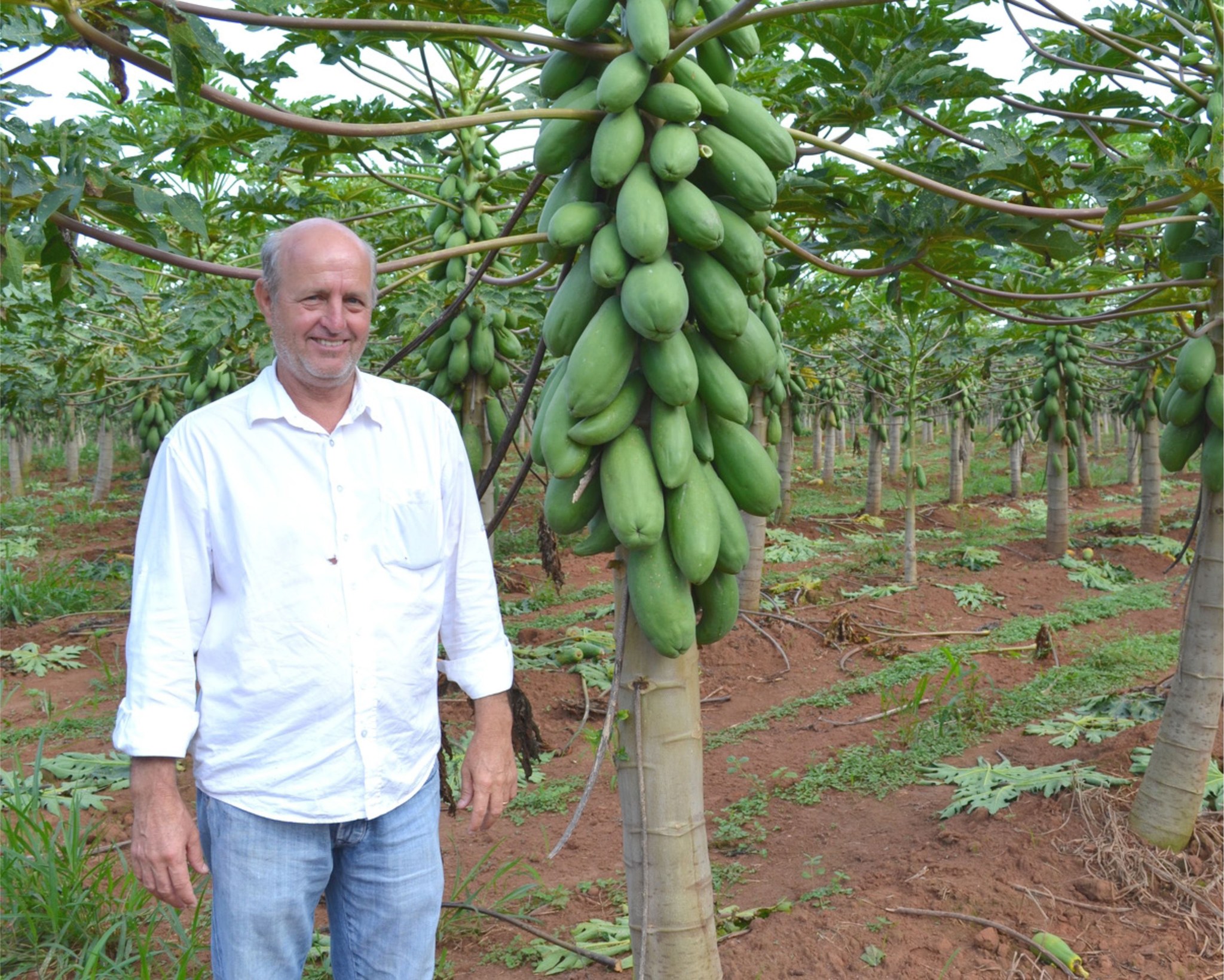 ESPECIAL PINHEIROS | MAMÃO: FRUTA DESPONTA COMO ALTERNATIVA PARA DIVERSIFICAÇÃO DE CULTURA E RENDA