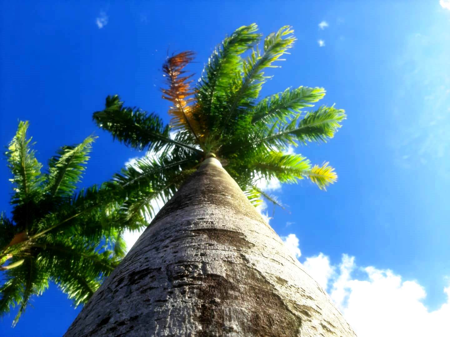 CULTURA E HISTÓRIA: GINCANA CULTURAL VOLTA APÓS 34 ANOS