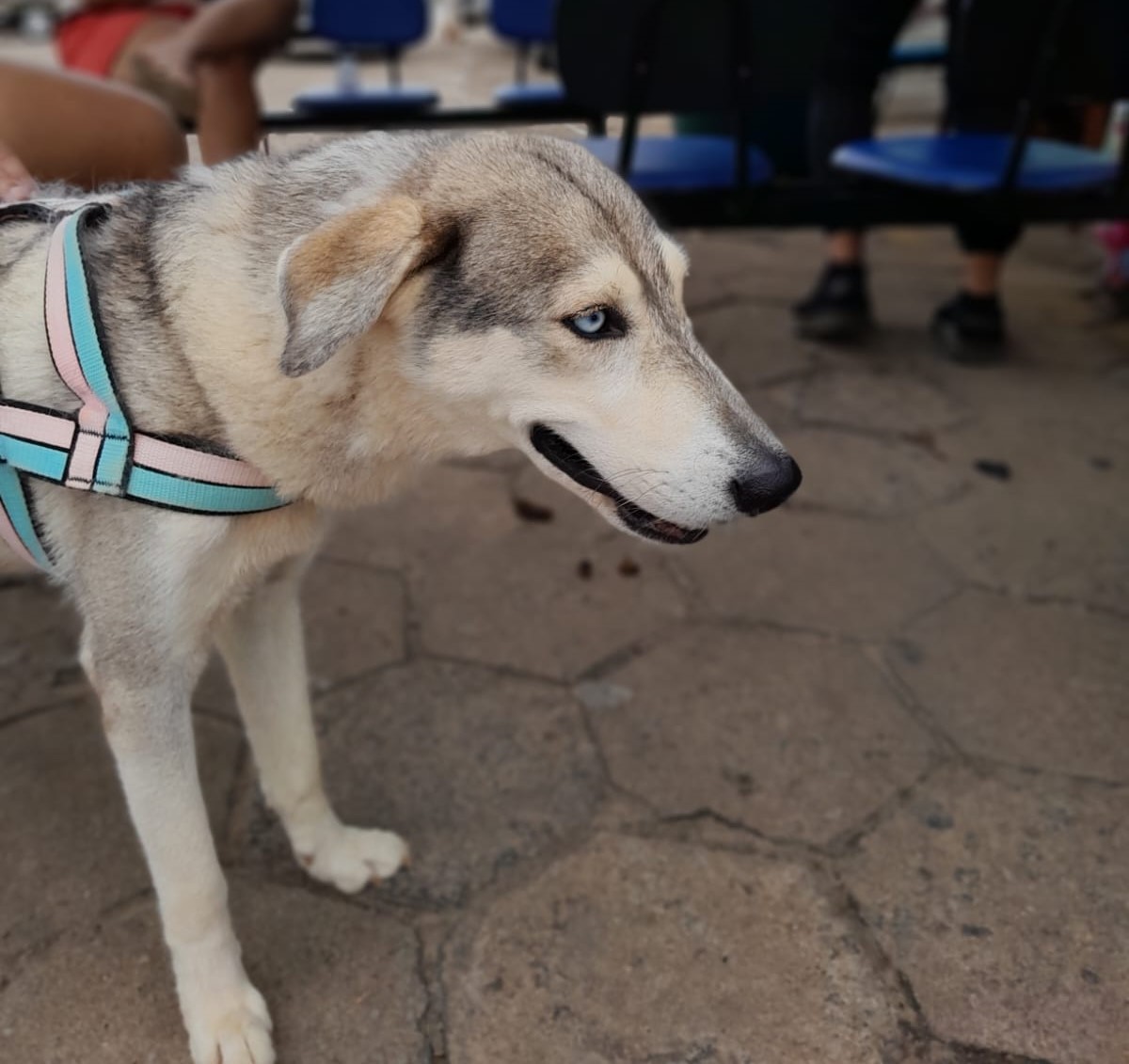 Prefeitura de Pinheiros supera expectativa e castra mais de 200 animais em campanha gratuita