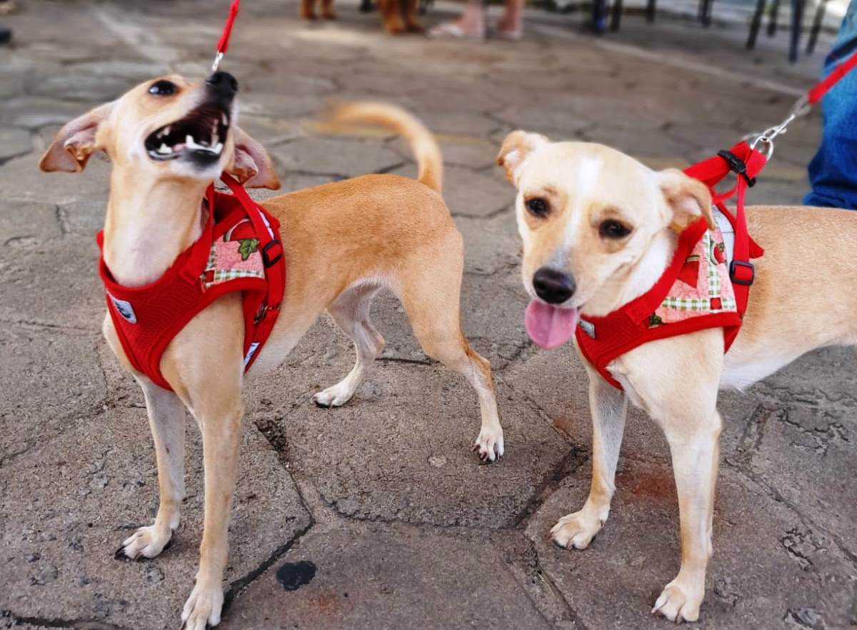 Prefeitura de Pinheiros inicia campanha de castração gratuita para cães e gatos