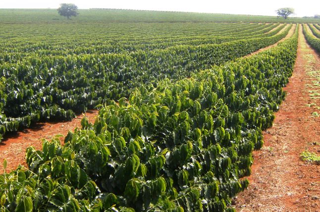 PINHEIROS TEM PRODUÇÃO AGRO GIGANTE DE R$ 800 MI ENTRE 2021 E 2022