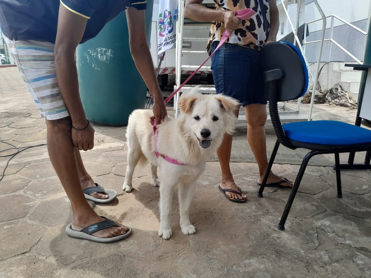 Mutirão de castração atende mais 100 cães e gatos em Pinheiros