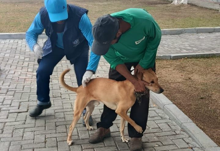 Campanha de vacinação antirrábica tem início em Pinheiros