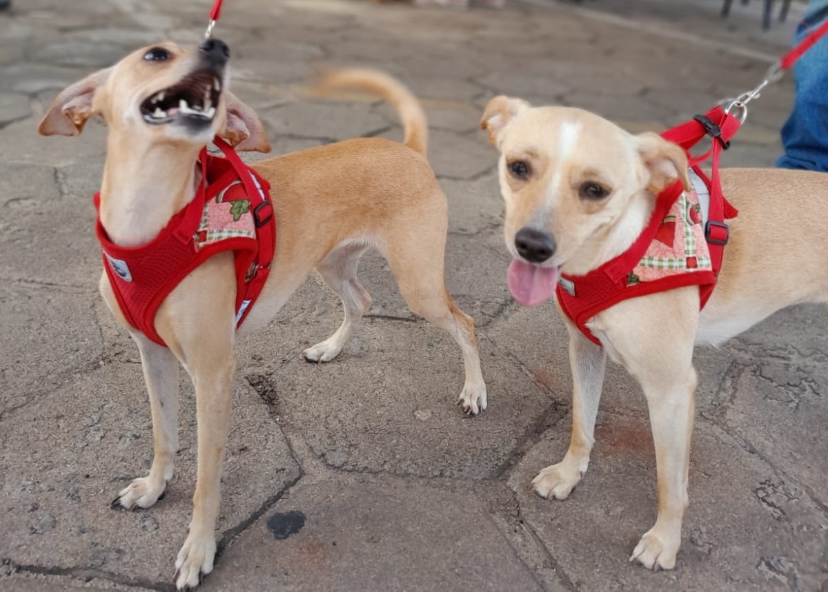 Castração gratuita para cães e gatos começa no sábado (13)