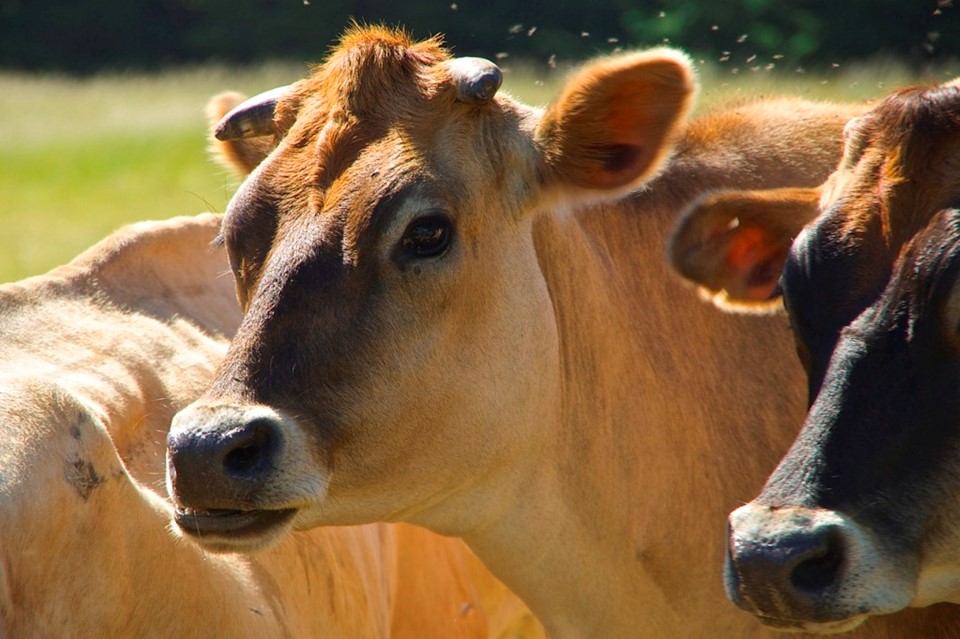 Campanha de vacinação contra febre aftosa começa nesta segunda-feira